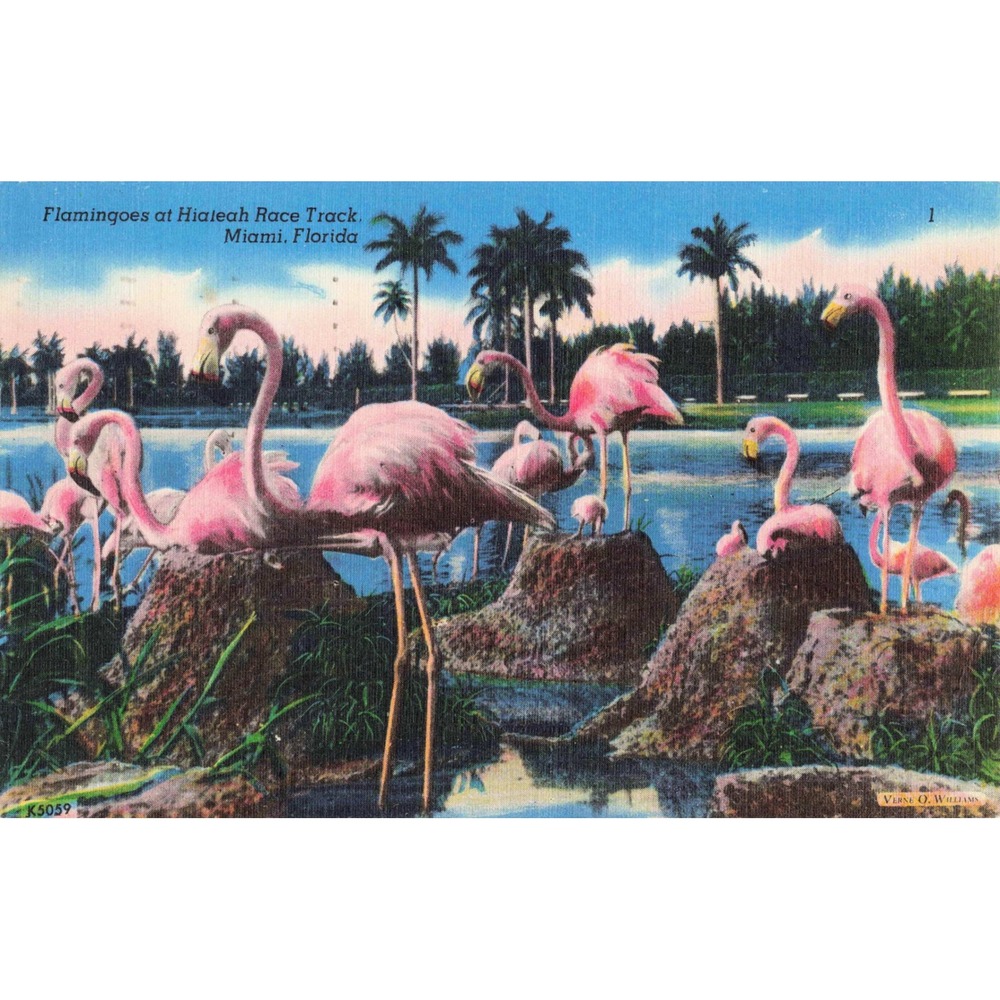 Vtg Flamingoes Hialeah Race Track Miami Florida Linen Postcard Verne O Williams